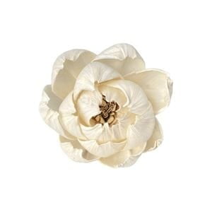 Esmeralda Peony Sola Flower Esmeralda Peony Sola Flower
