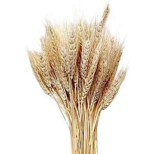 Corn Grass