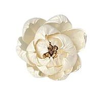 Sola Peony Sola Peony
