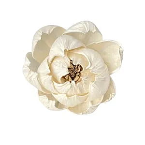 Sola Peony