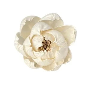 Sola Peony Sola Peony