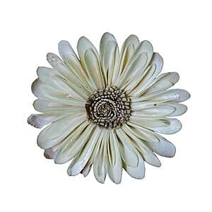 Sola Sunflower