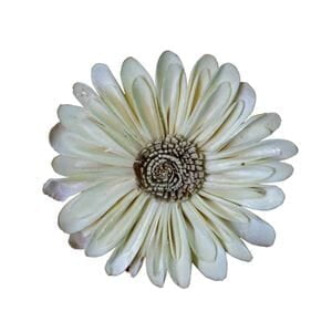 Sola Sunflower Sola Sunflower