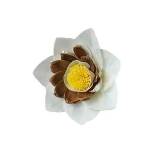 Briony Sola Flower Briony Sola Flower
