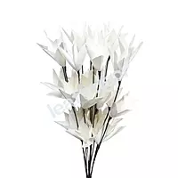 Jumbo Lily 