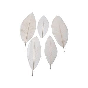 Mangolia Leaf Skeleton