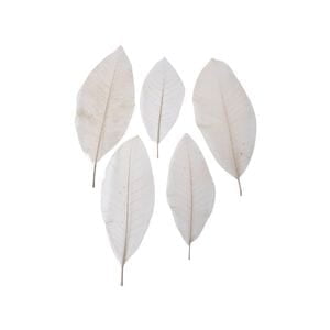 Mangolia Leaf Skeleton Mangolia Leaf Skeleton
