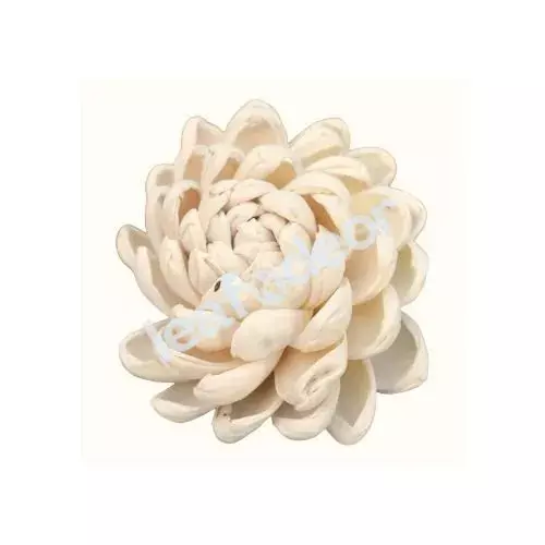 Sola Curl Beauty