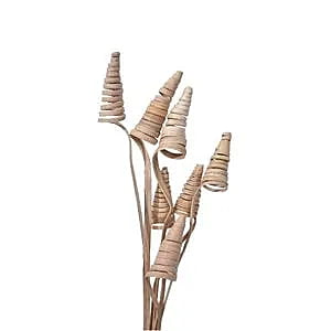 Cane Cone