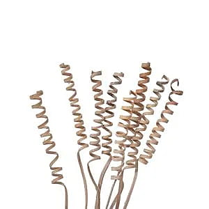 Cane Spring