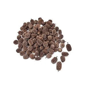 Casurina Dried