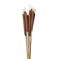 Cattail Cattail