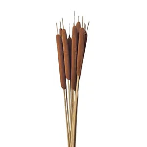Cattail