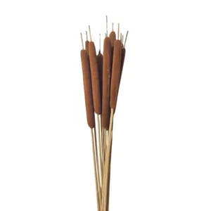 Cattail Cattail