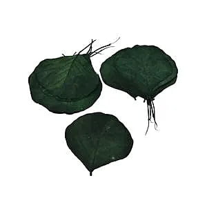 Cobra Leaf Skeleton