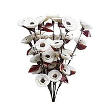 Corn Rose Corn Rose