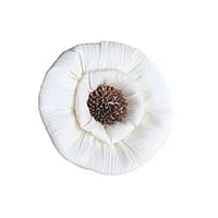 Corn Rose Corn Rose