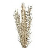Palm Leaf Dried Palm Leaf Dried