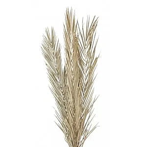 Palm Leaf Dried
