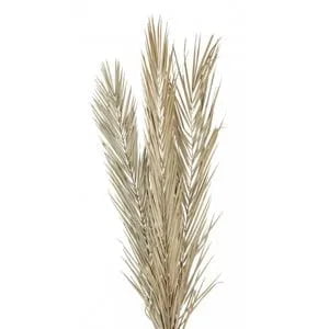 Palm Leaf Dried Palm Leaf Dried
