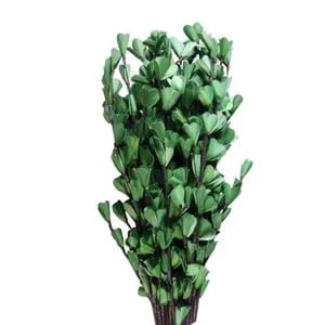Palm Lily Stick Palm Lily Stick