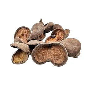 Dried Badam Pod