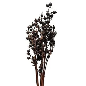 Blackberry Stick