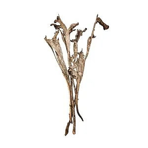 Dried Natraj Stciks