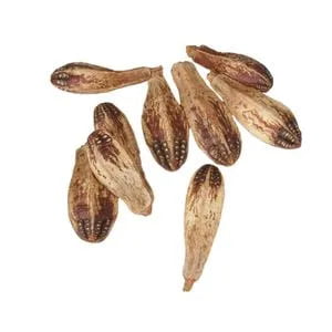 Mahogany Pods Mahogany Pods