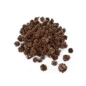 Star Flower Dried Star Flower Dried