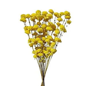 Coco Belli Stick