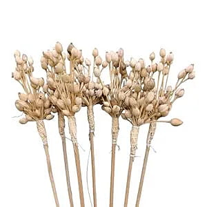 Harkos Moti Stick
