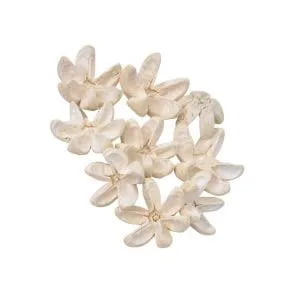 Kartuz Dried Flower Kartuz Dried Flower