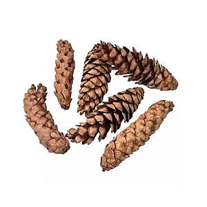 Storbus Pine