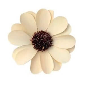 Palm Daisy Flower Palm Daisy Flower