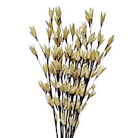 Palm Pakha Palm Pakha