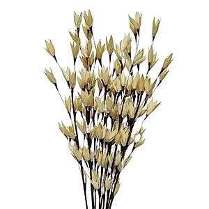 Palm Pakha