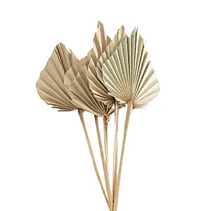 Palm Spear