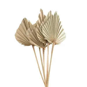 Palm Spear Palm Spear