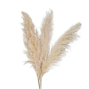 Pampas Grass