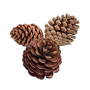 Pine Cone