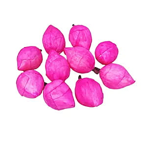 Lotus Buds