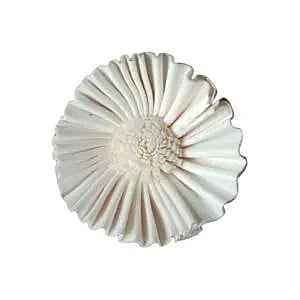 Emory Sola Flower