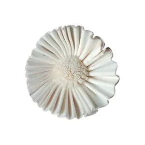Emory Sola Flower Emory Sola Flower