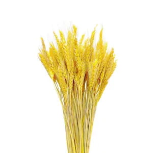 Wheat Stalks Wheat Stalks