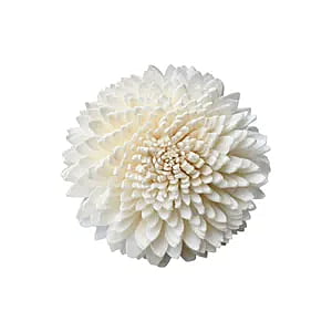 Sola Zinnia
