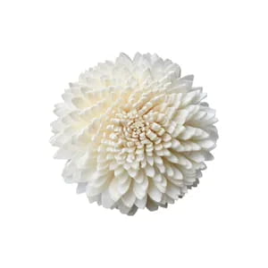 Sola Zinnia Sola Zinnia