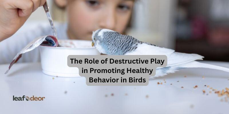 The Role of Destructive Play in Promoting Healthy Behavior in Birds